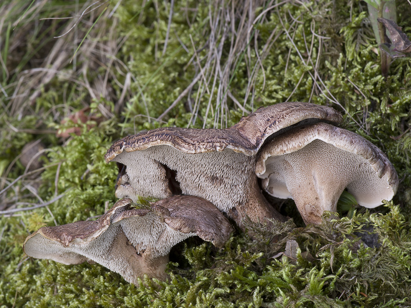 Sarcodon scabrosus